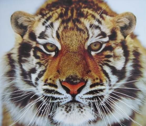 Tiger - Ansehen Tasten Behandeln